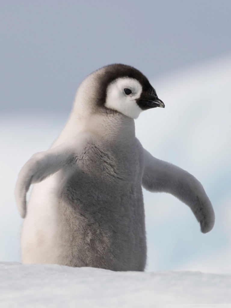 Baby Penguin Antarctica 4k HD Desktop Wallpaper For Ultra