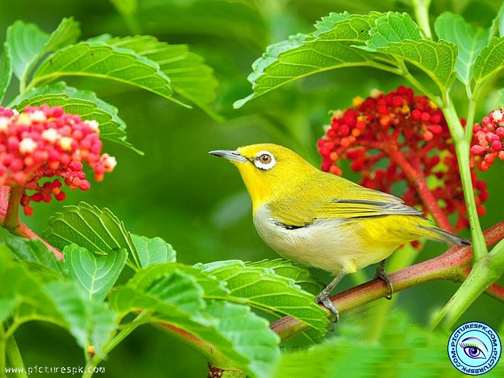 Yellow Bird Picture Wallpaper In Resolution
