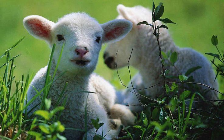 Bureaublad Achtergronden In HD More Spring Lambs Easter Lamb