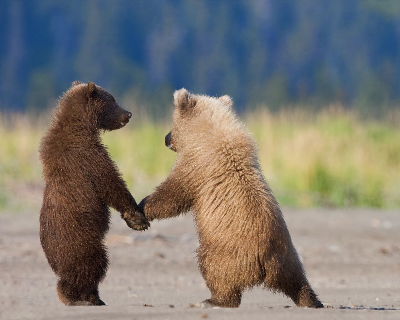 Two Brown Bear Hand Wallpaper High Quality