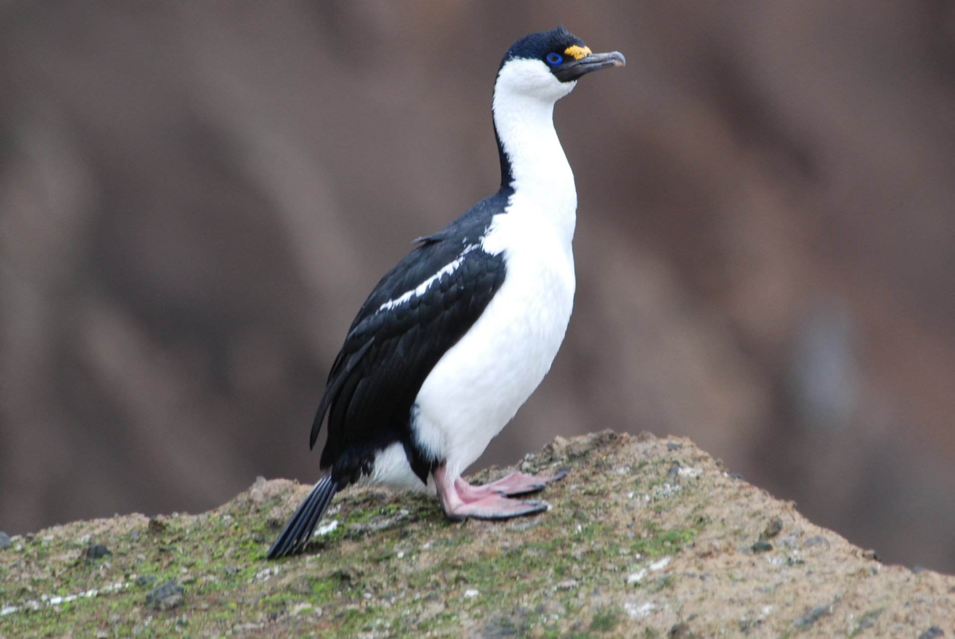 Imperial Shag Full HD Wallpaper And Background