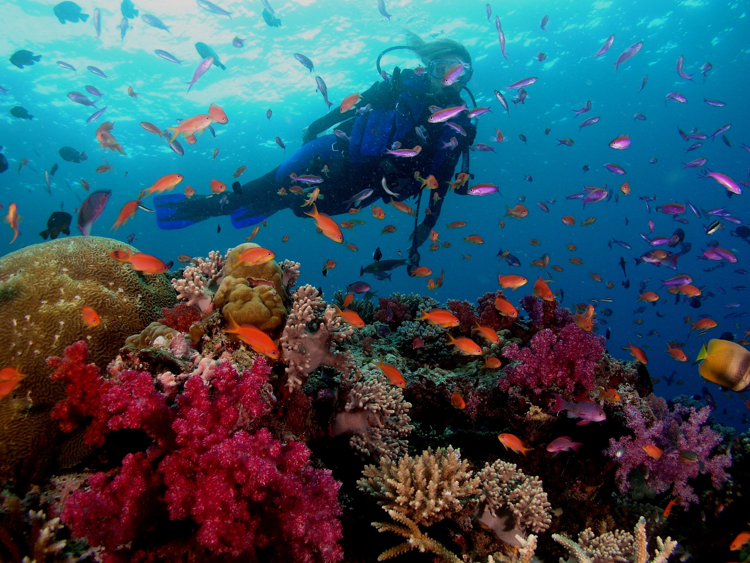 Scuba Diving At Great Barrier Reef Wallpaper