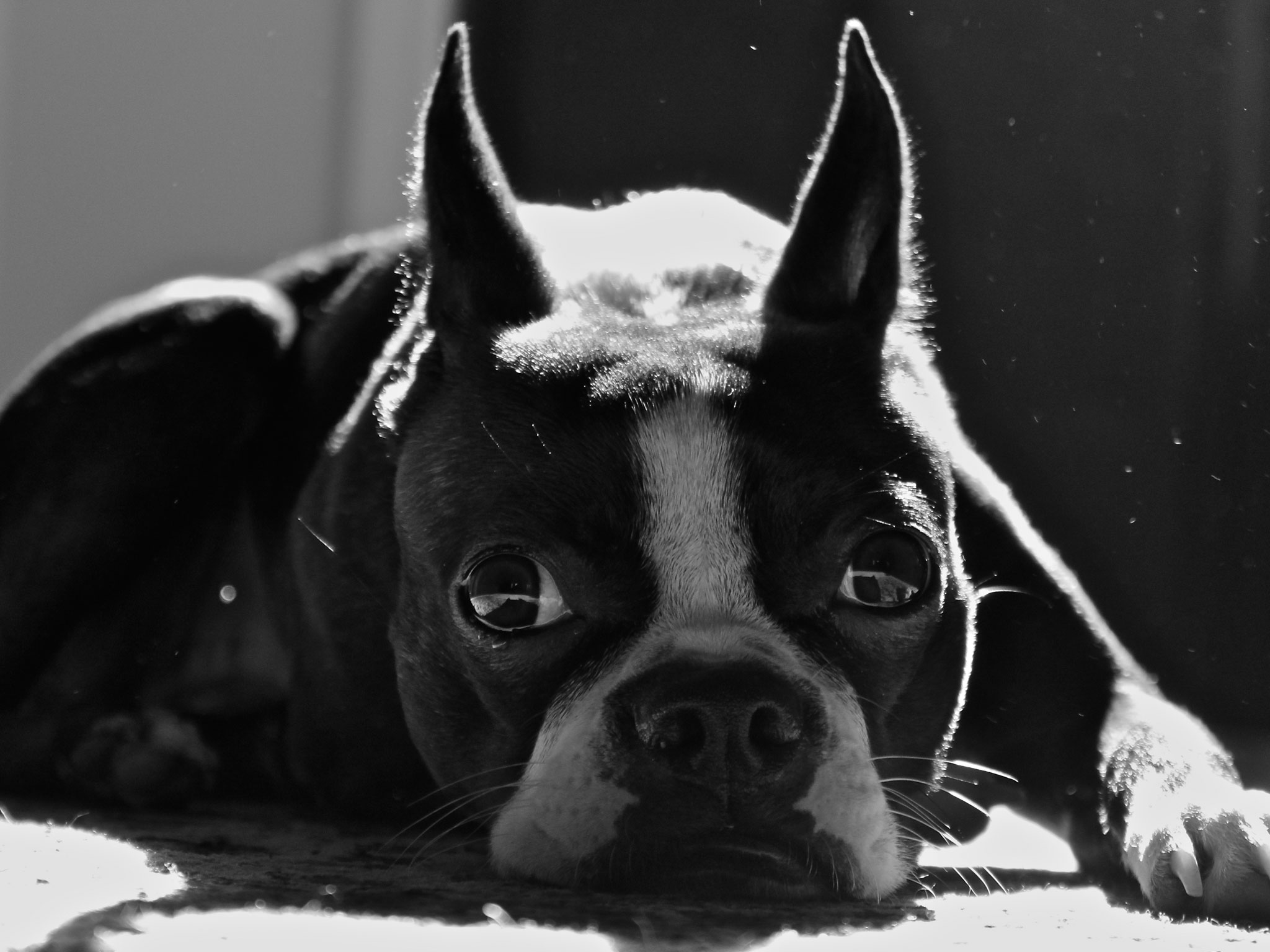 Boston Terrier Image HD Desktop Wallpaper 4k