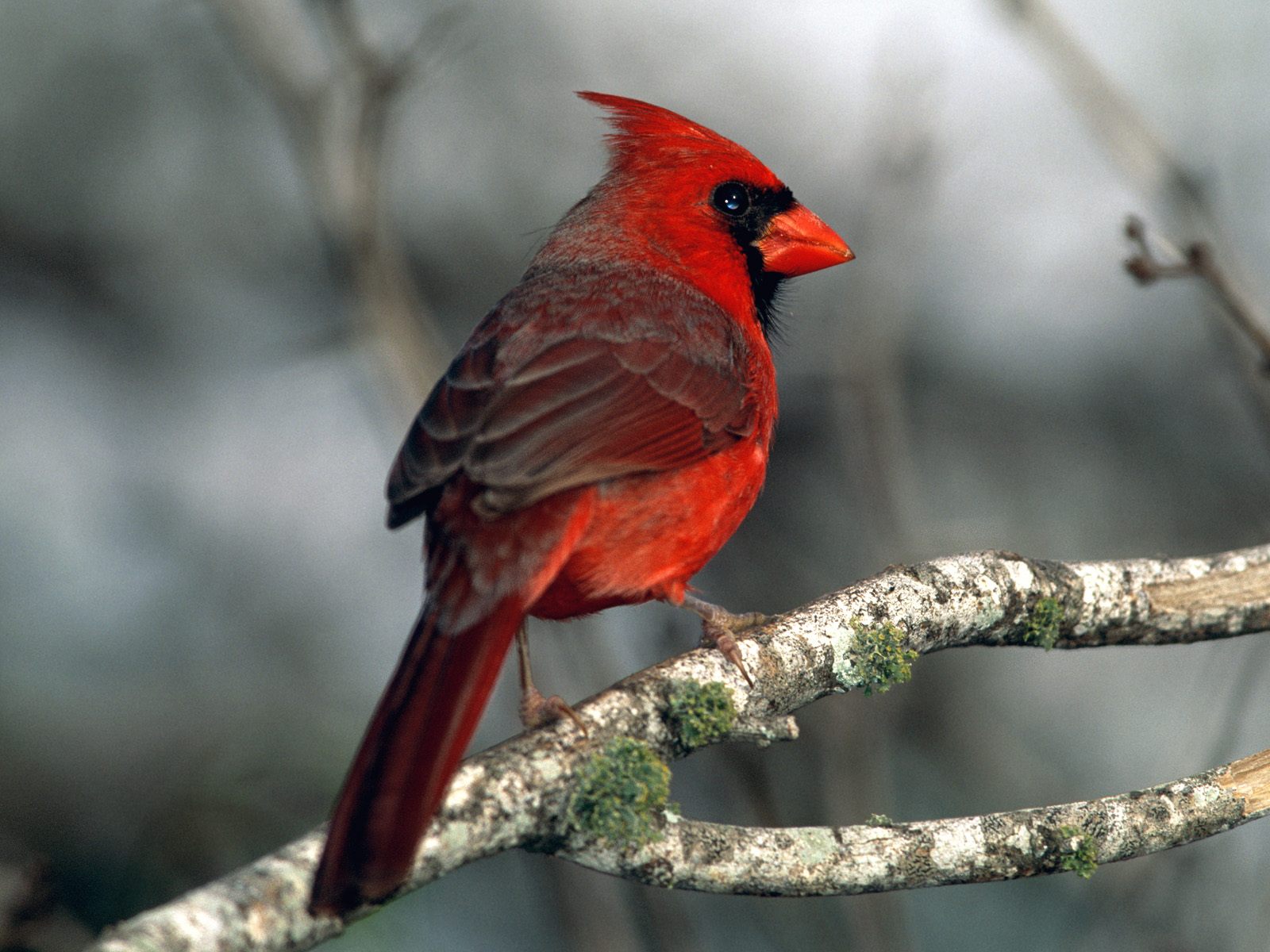 The Cardinal Bird by William Davis Gallagher
