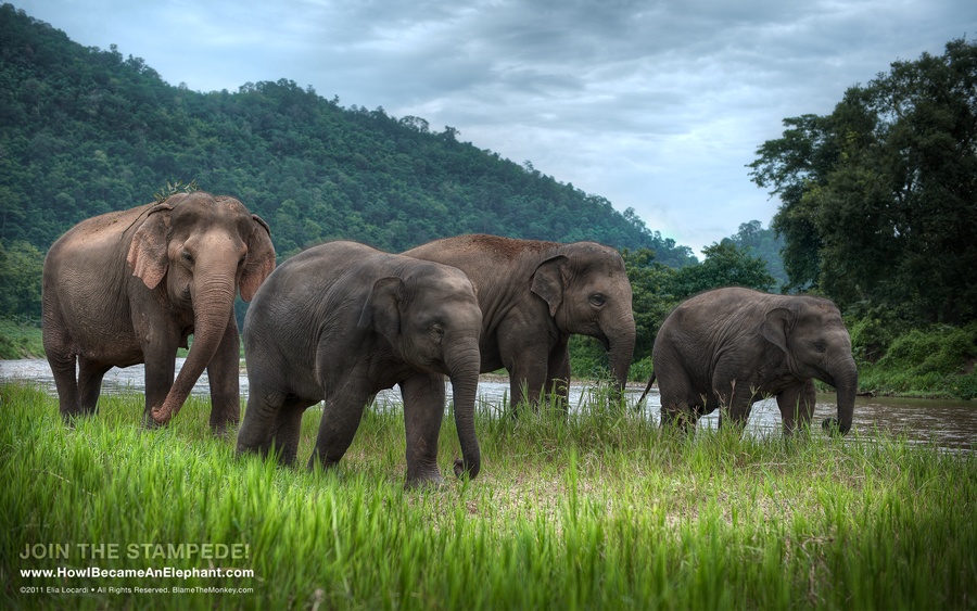 An Afternoon Stroll Elephant Desktop Wallpaper Background