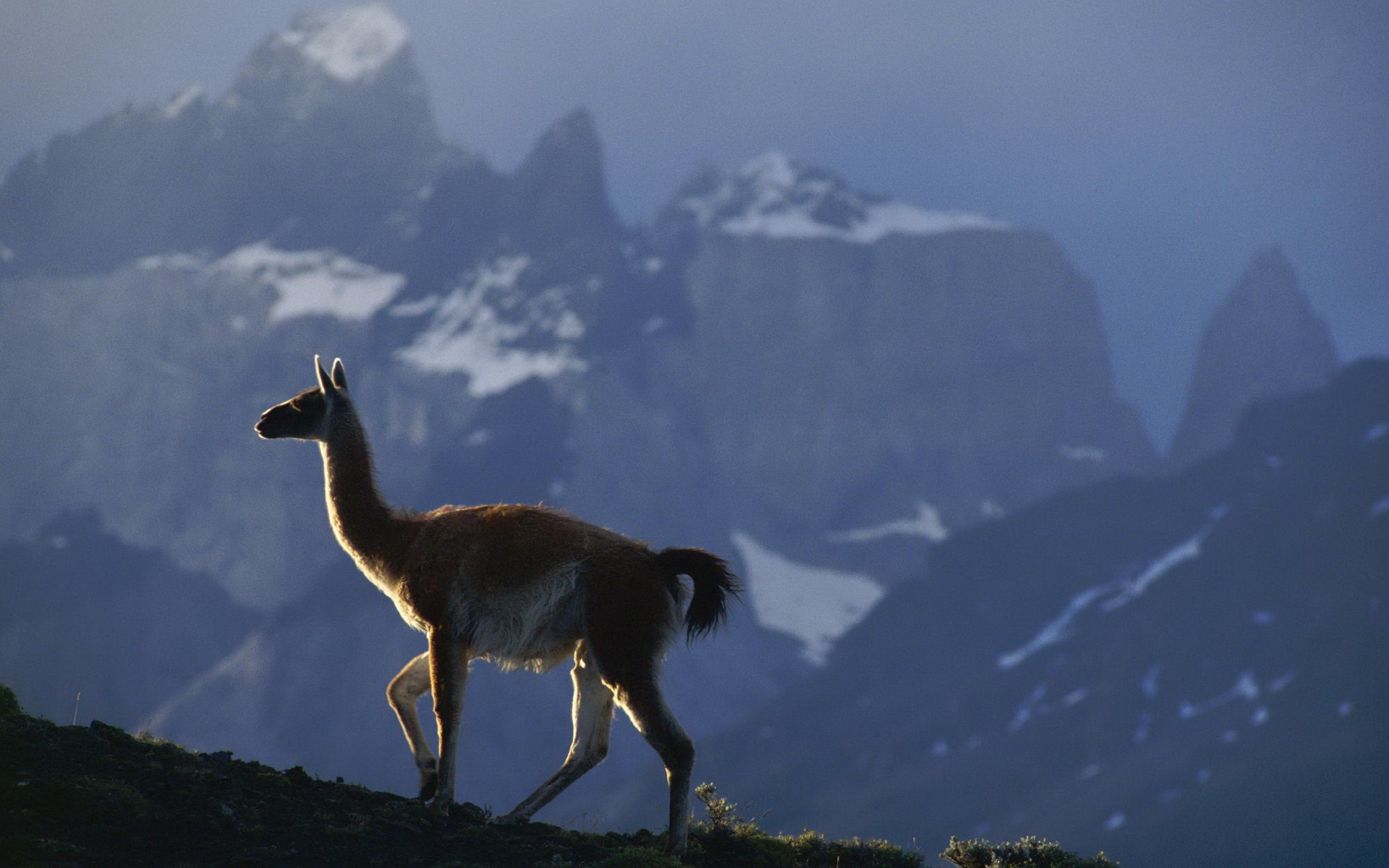 Animal Llama HD Wallpaper