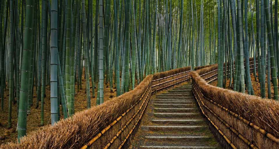 Chemin Bord De Bambous Menant Au Temple Bouddhique Adashino Nenbutsu