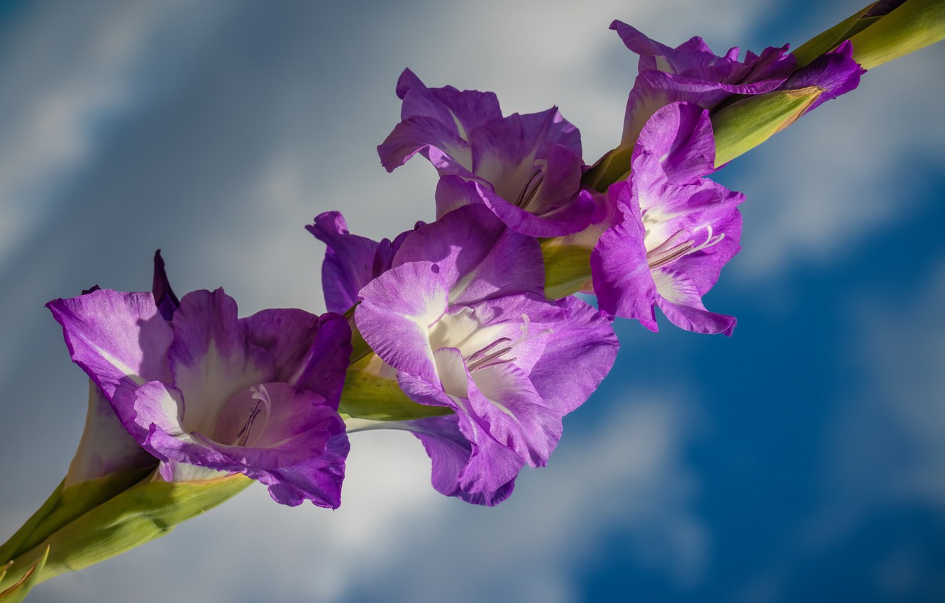 Wallpaper The Sky Flowers Gladiolus Image For Desktop Section