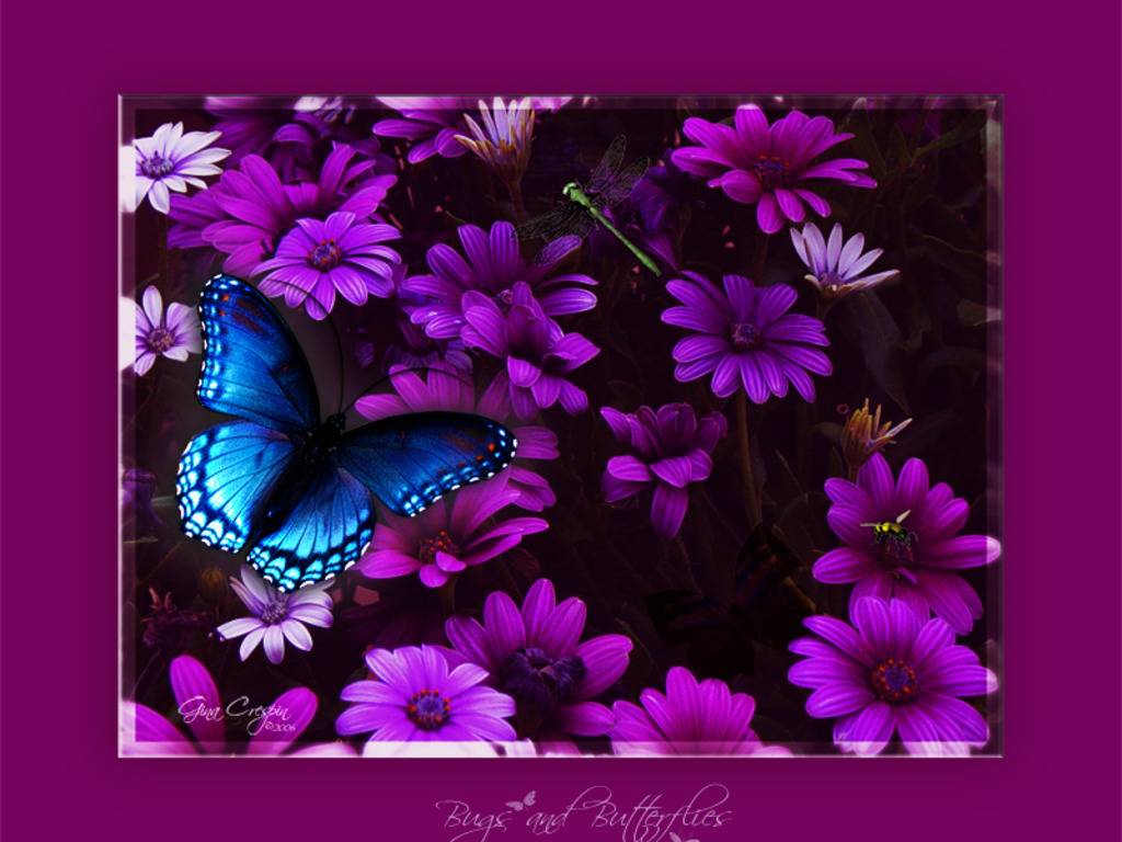 Butterfly Wallpaper Background HD Pretty