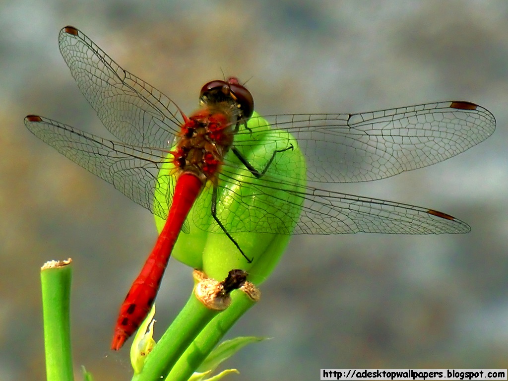 Dragonfly Animal Desktop Wallpaper
