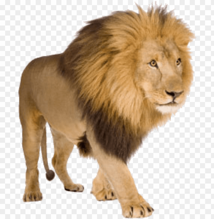 Lion Png Lions With White Background Image