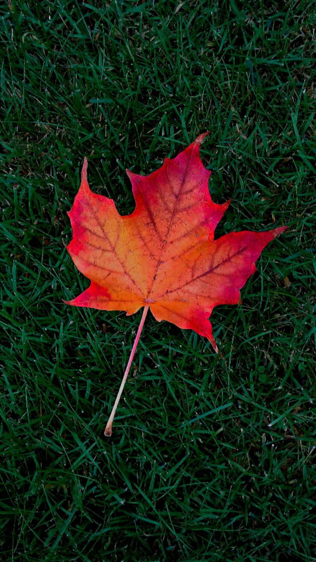 Maple Leaf Cellphone Wallpaper Lock Screen Autumn Fall Cell