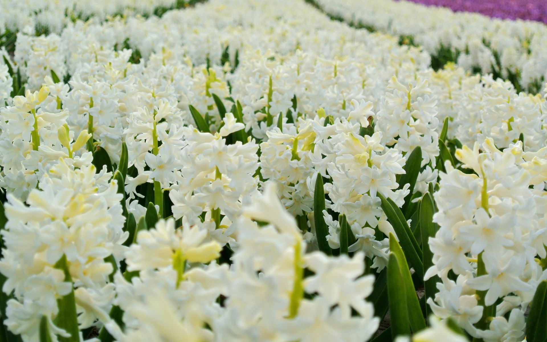 Hyacinth Wallpaper