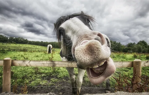 Wallpaper Face Horse For Mobile And Desktop Section