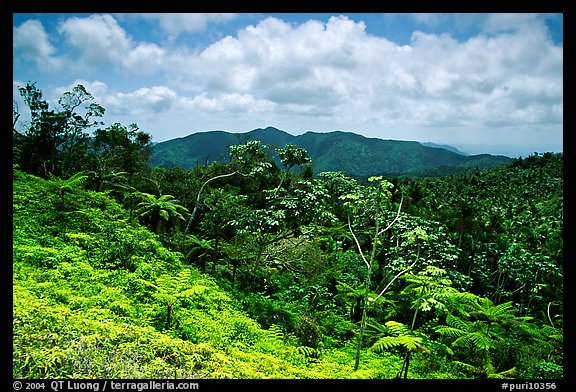 Home Usa Puerto Rico Forests Puri10356