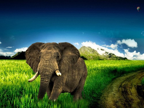 Collection Of Elephant Wallpaper