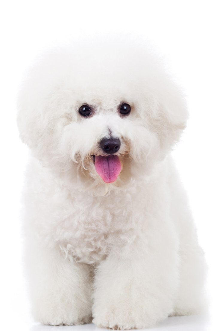 Seated Bichon Frise Puppy Dog On A White Background Maltese
