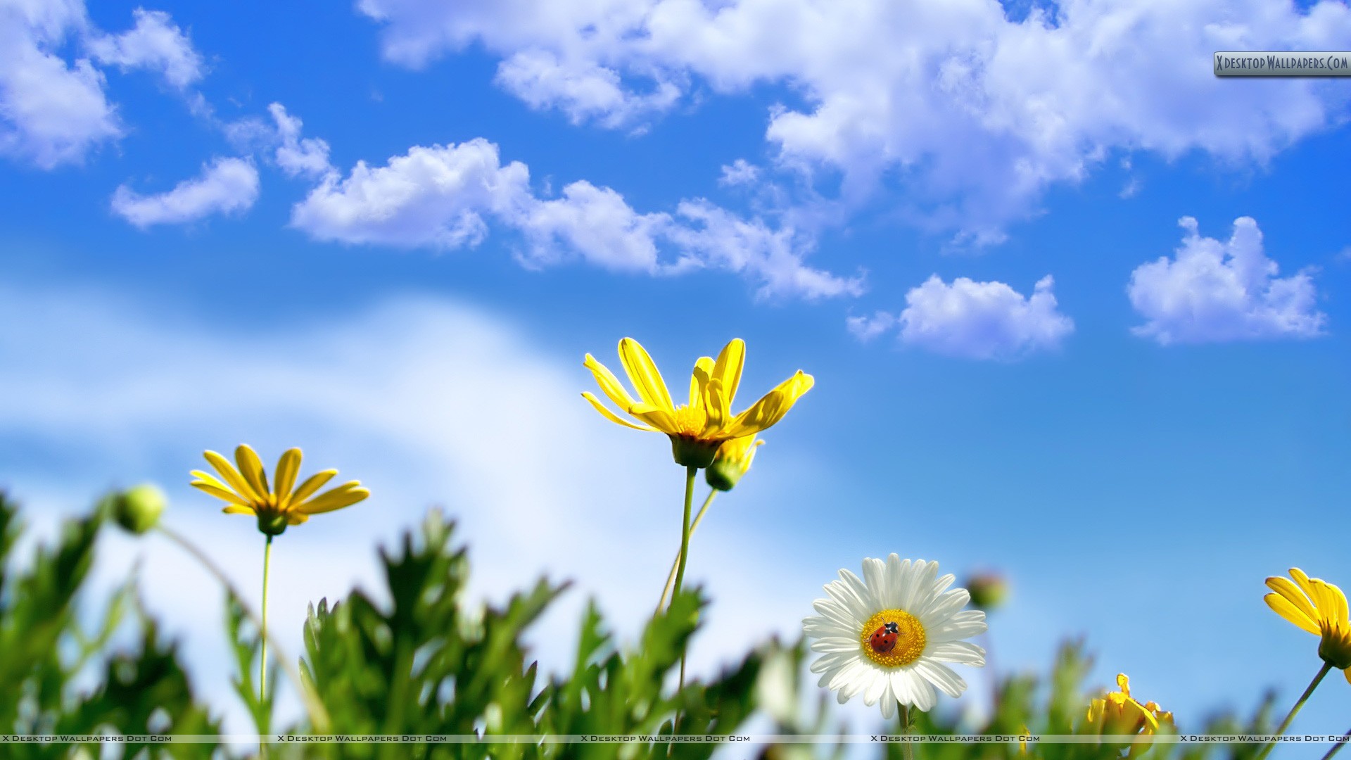 White Yellow Flower In Spring Time Wallpaper