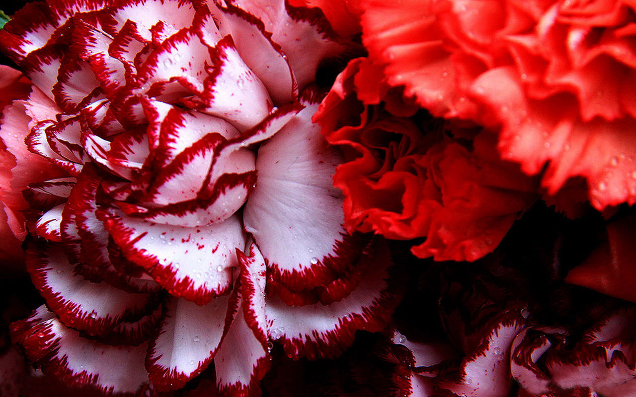 The Warm Mother Flower Carnations HD Wallpaper