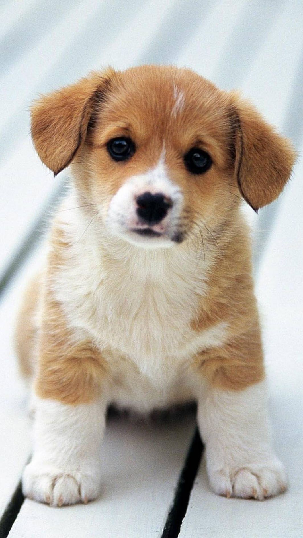 Innocent Puppy HD Wallpaper In Link Cute Dogs