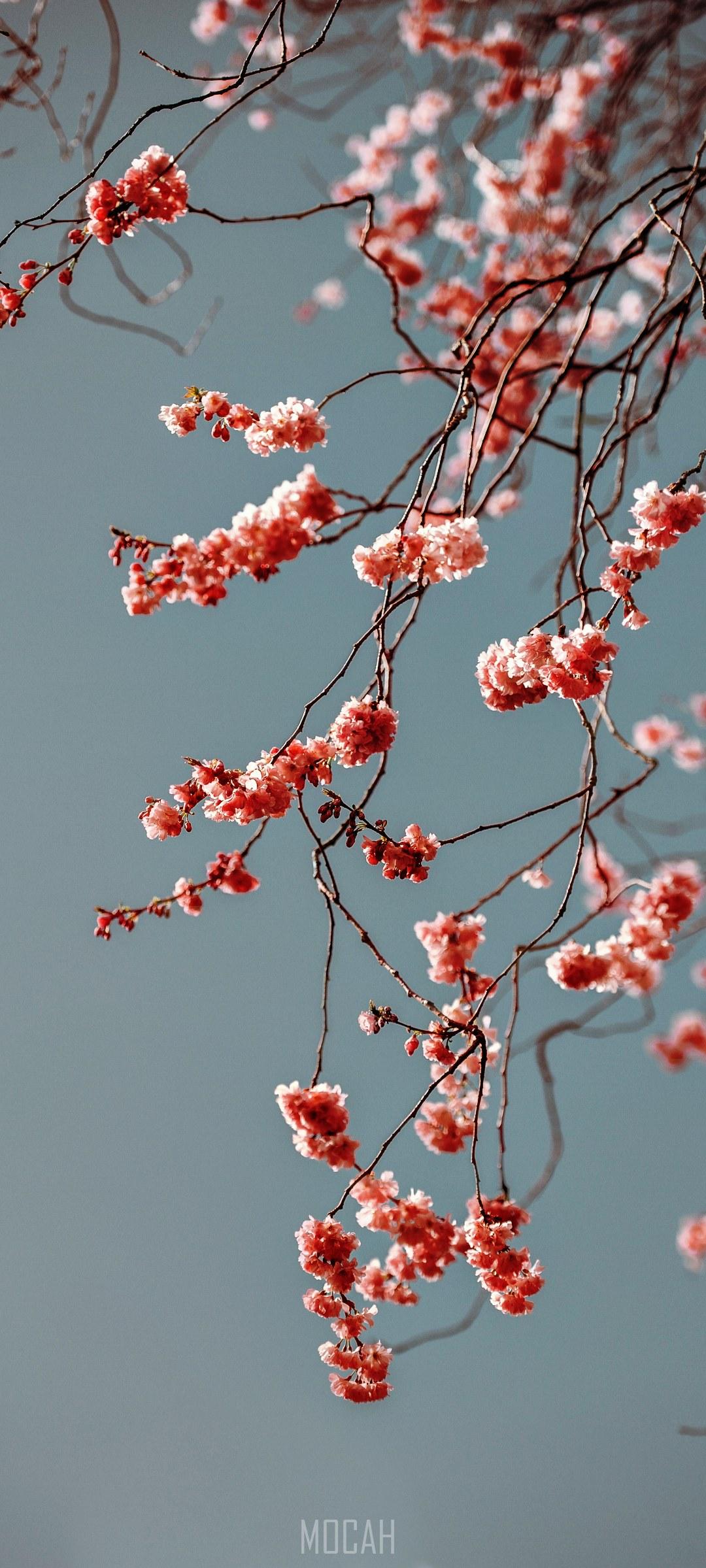 Branch With Pink Blossom Against Clear Blue Sky In Spring