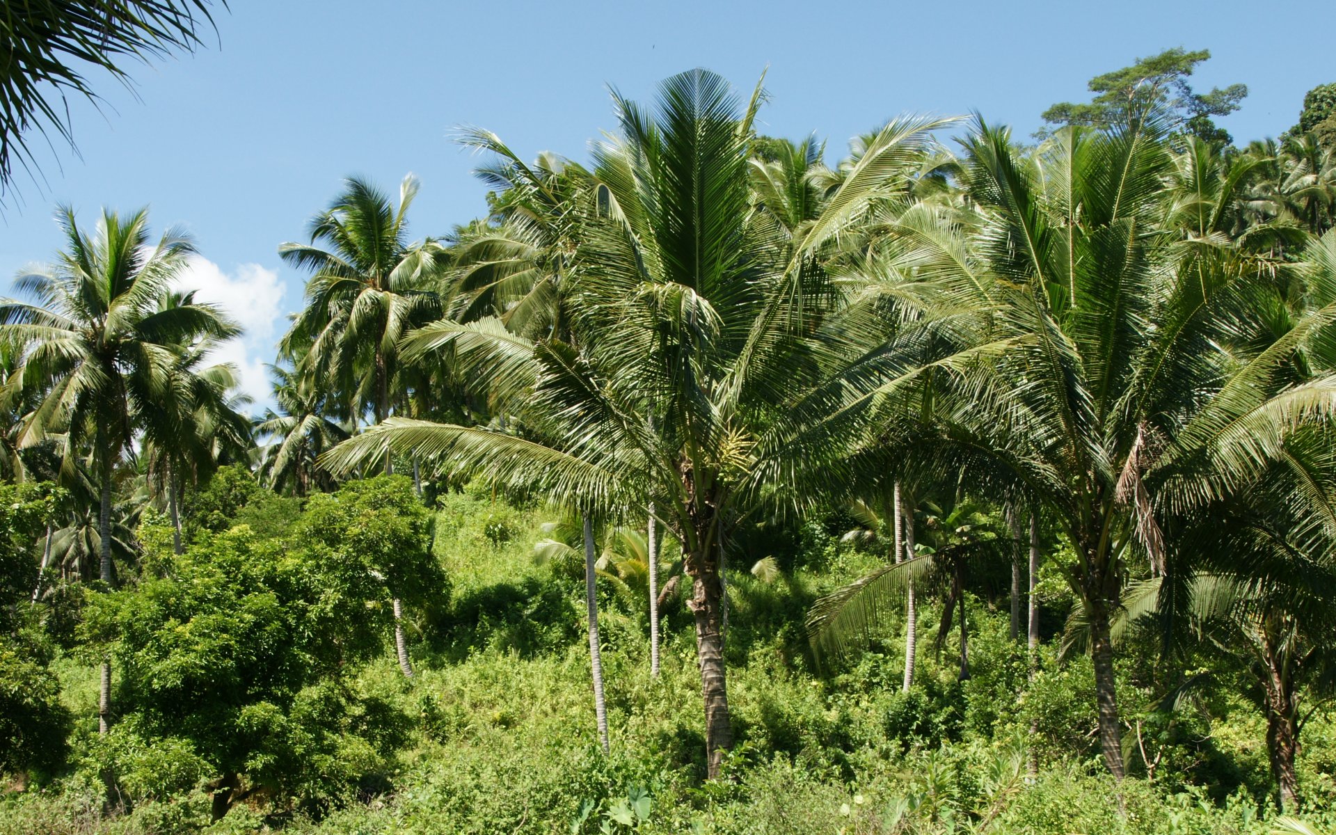 Palm trees   blue sky background