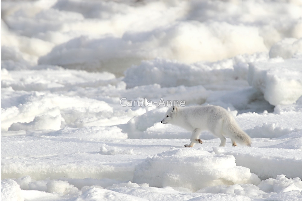 Arctic Fox On The Tundra Hudson Bay Canada By