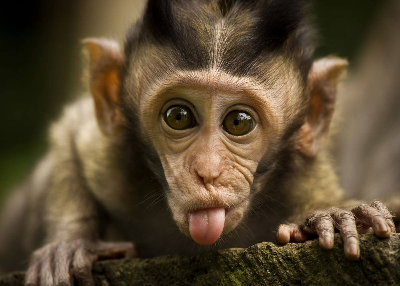Pics Photos Funny Monkey Wallpaper