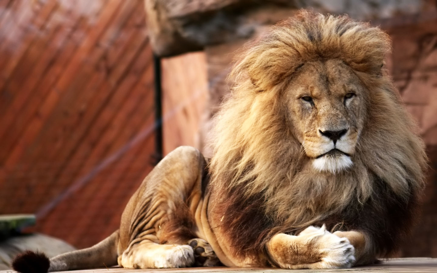 Lion Wallpaper Desktop HD In Animals Imageci