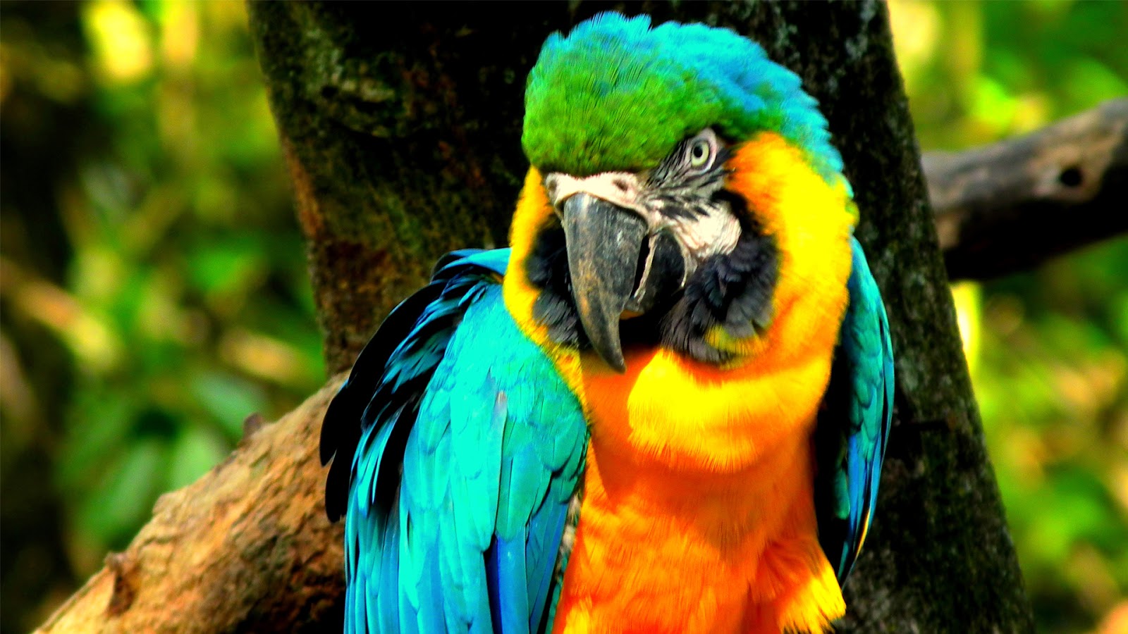 Macaw Parrot Cute Photo   SA Wallpapers