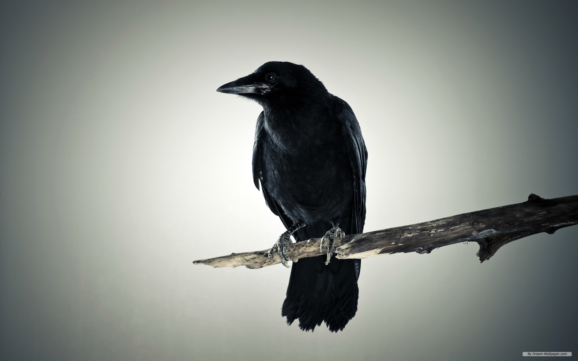 Cute Black Crow Wallpaper