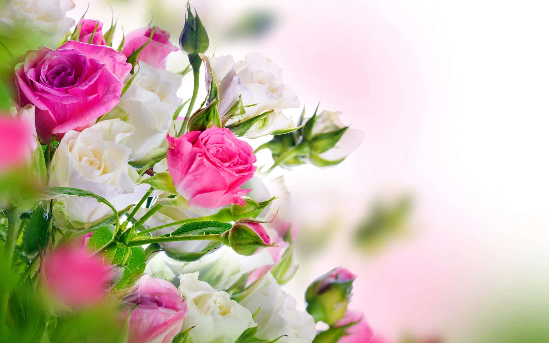HD Rose Wallpaper
