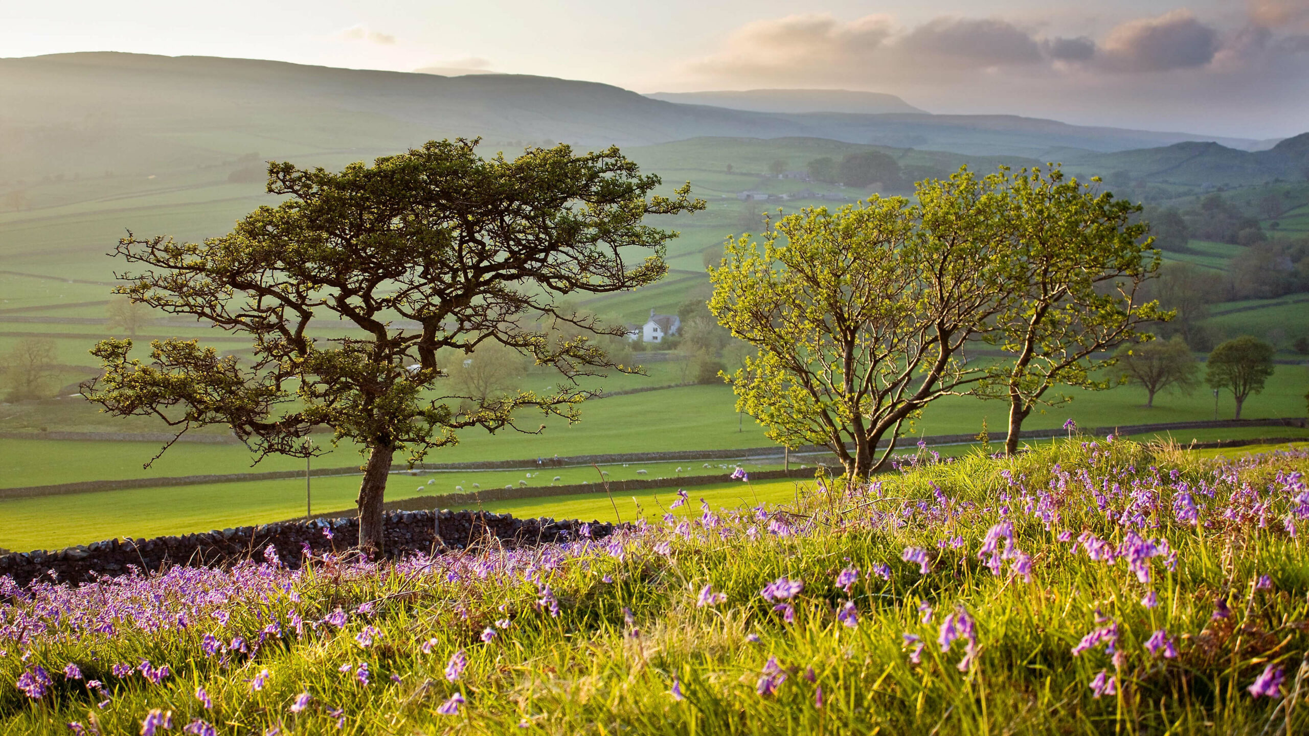 Scenic landscape of rolling green hills dotted with trees and blooming wildflowers at sunset in the English countryside