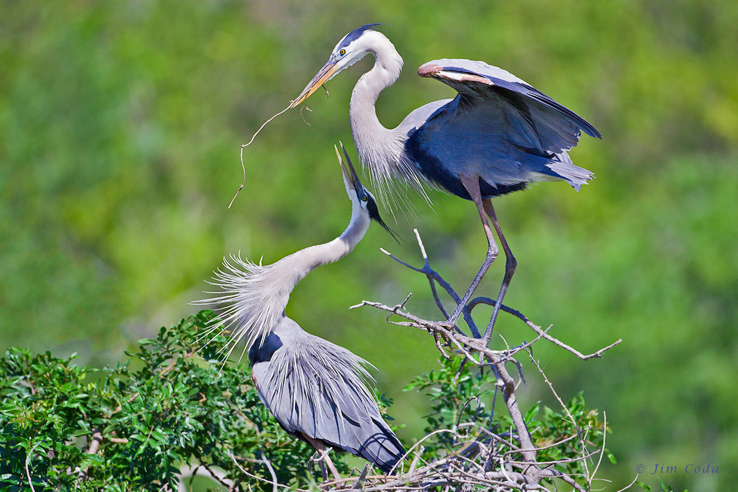 🔥 [47+] Great Blue Heron Wallpapers | WallpaperSafari