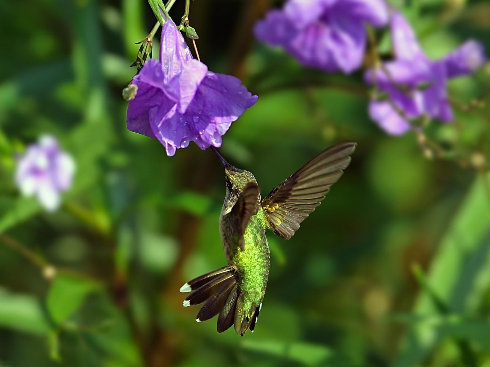 Wild Birds Hummingbird Picture High Quality Background Pictures