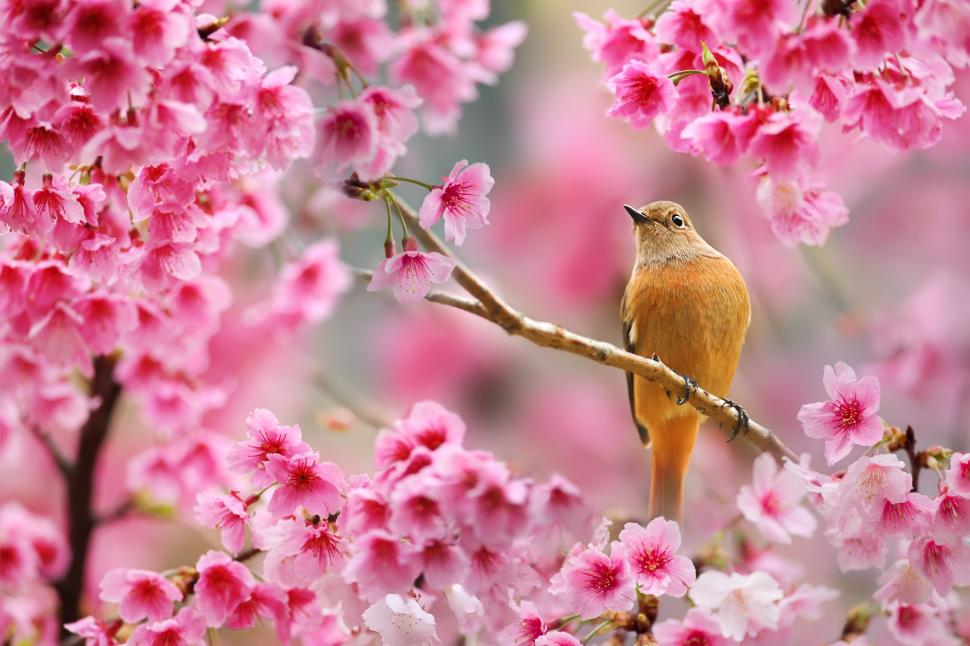 Nature Bird Animals Flowers Plants Depth Of Field Cherry