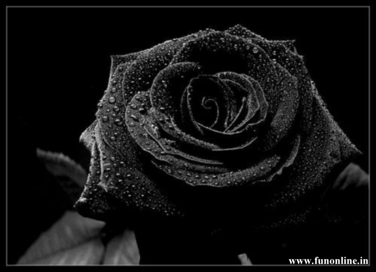 Roses With Black Background