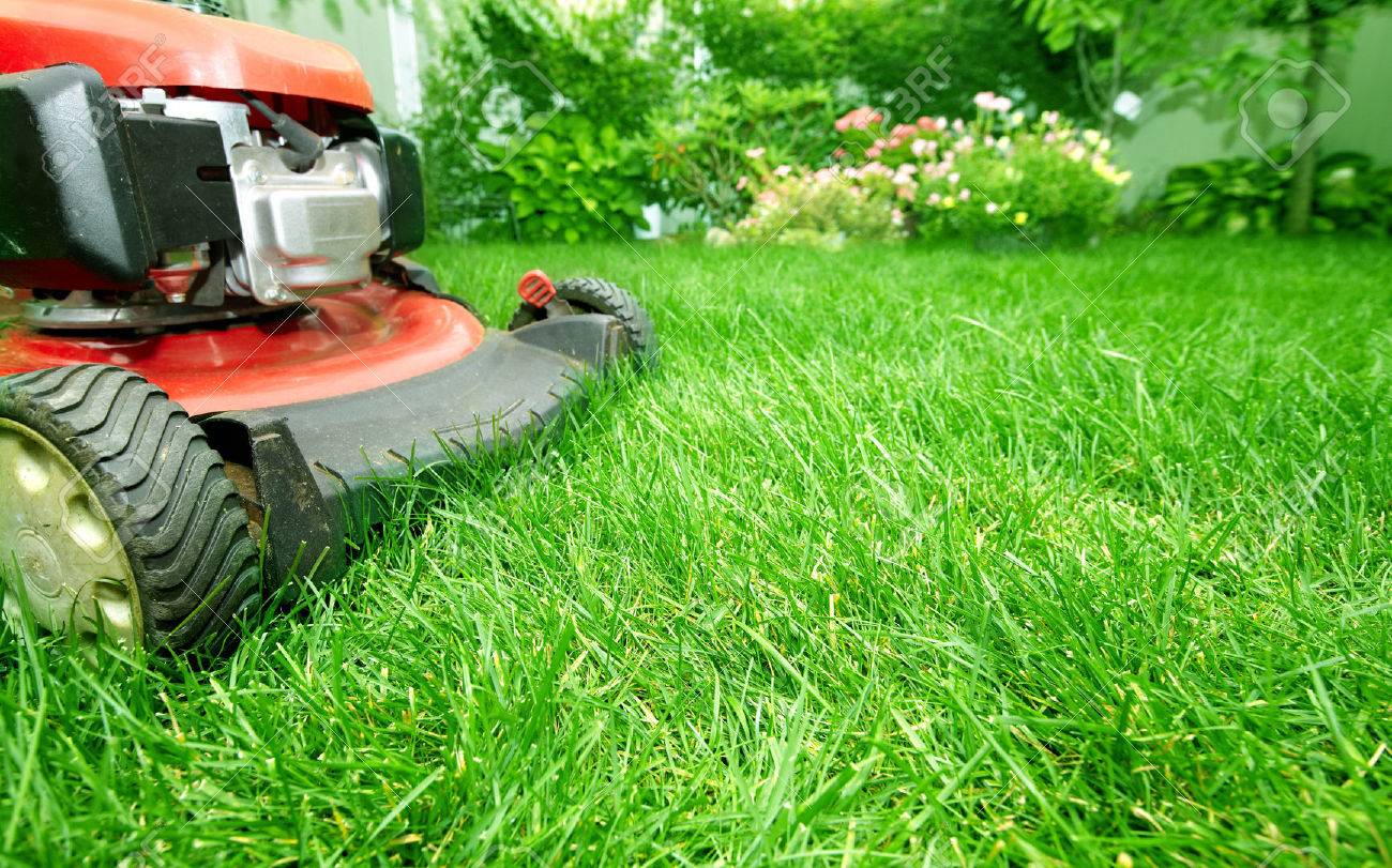 Lawn Mower Cutting Green Grass In Backyard Gardening Background