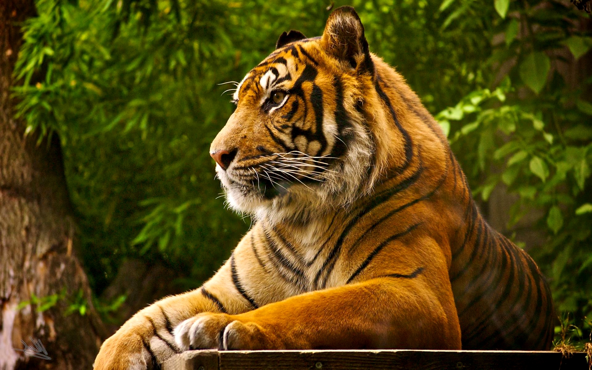Best Bengal Tiger Pictures And Wallpaper