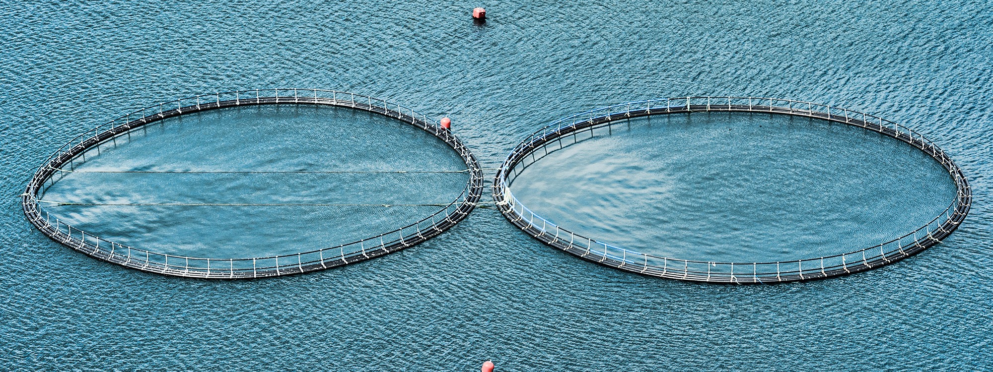 Aquaculture Natural Nutrition Ingredients In Ponds