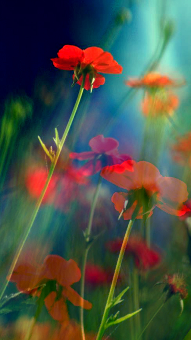 Red Flowers iPhone5 Mobile Phone Wallpaper HD Jpg