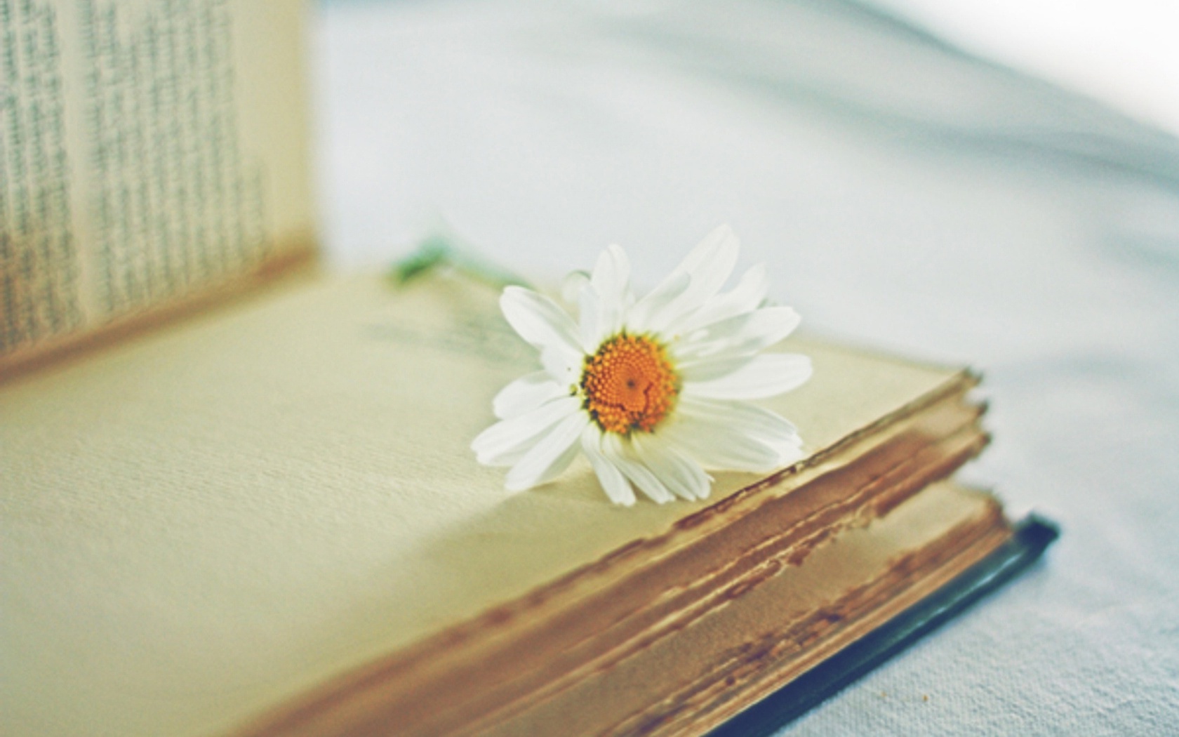 Book And Daisy Wallpaper