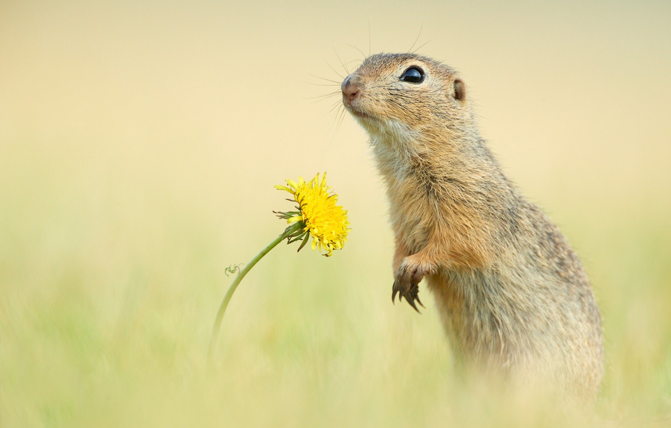 Wallpaper Flower Background Dandelion Rodent Gopher Image For