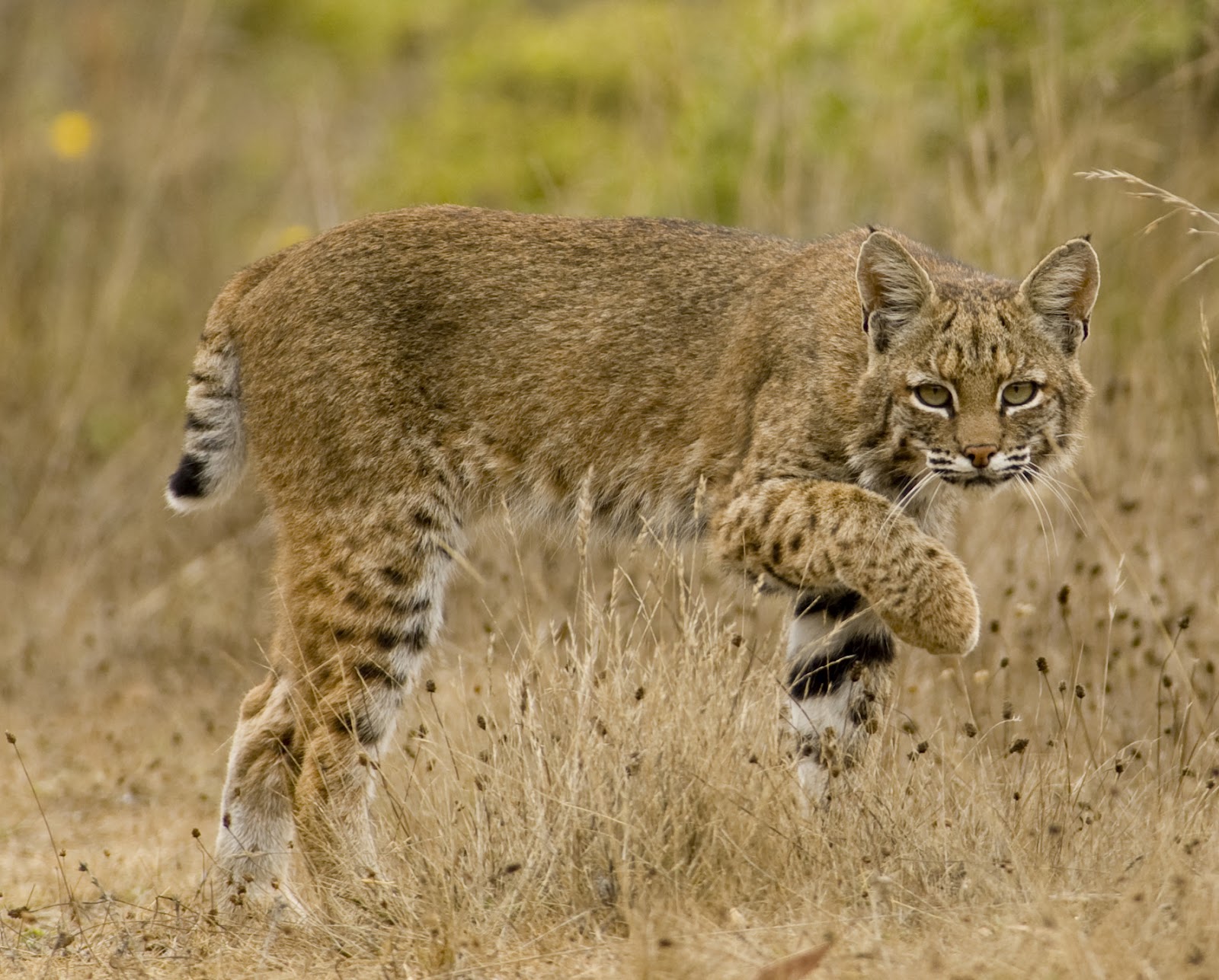 Bobcats Wildlife Amazing Facts Photos The