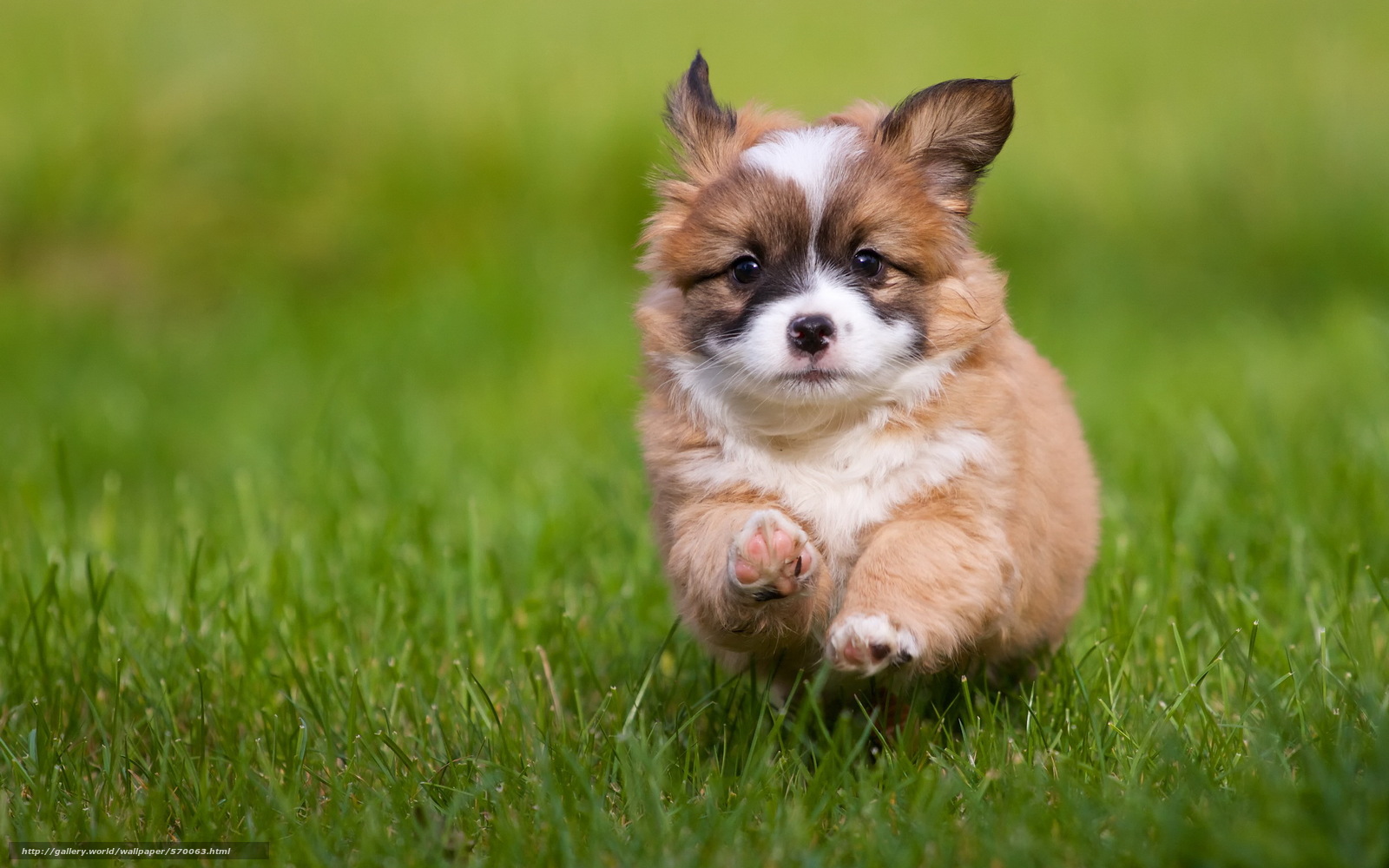 [49+] Free Puppy Wallpapers Without Downloading on WallpaperSafari