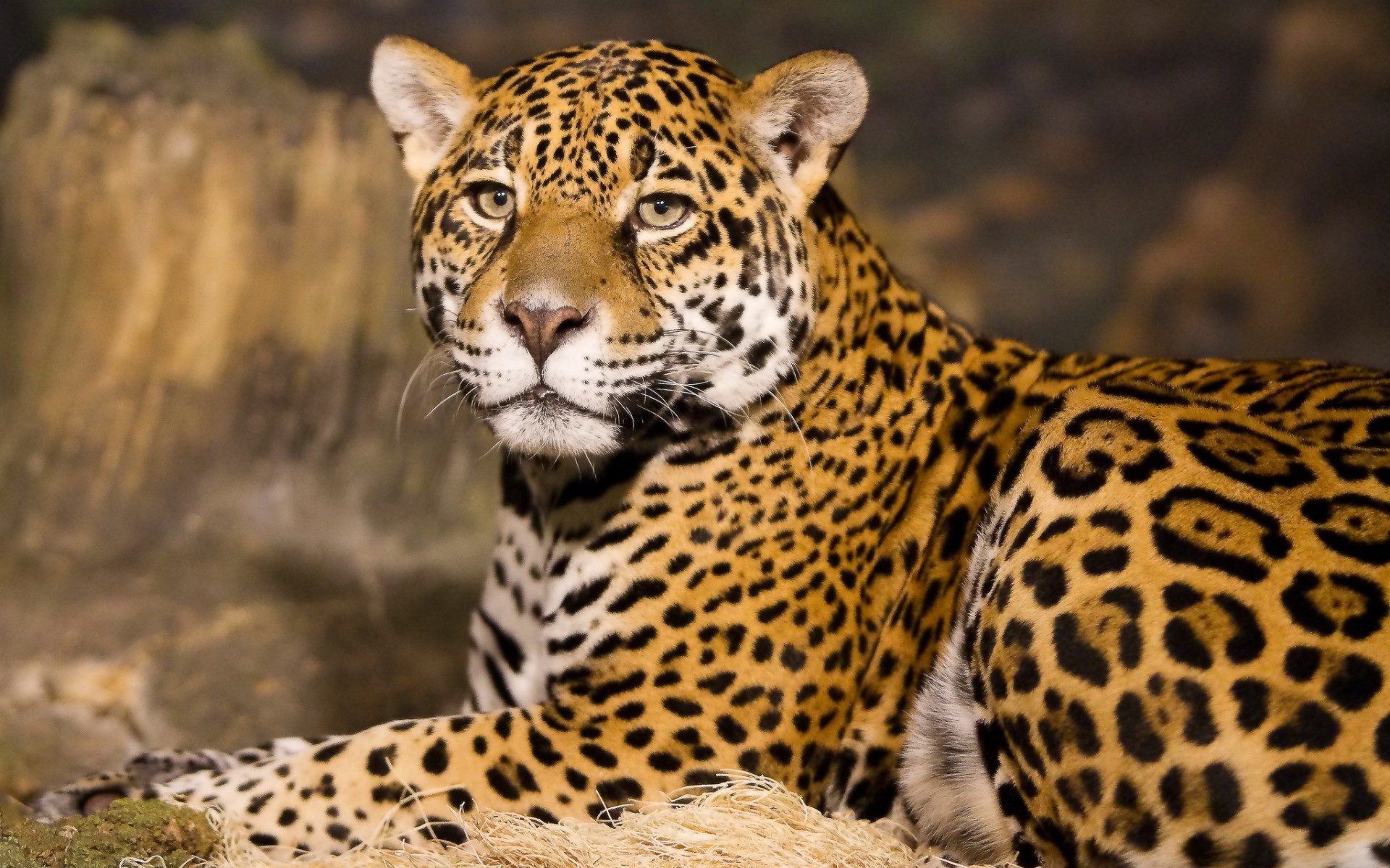 The Meaning And Symbolism Of Word Leopard