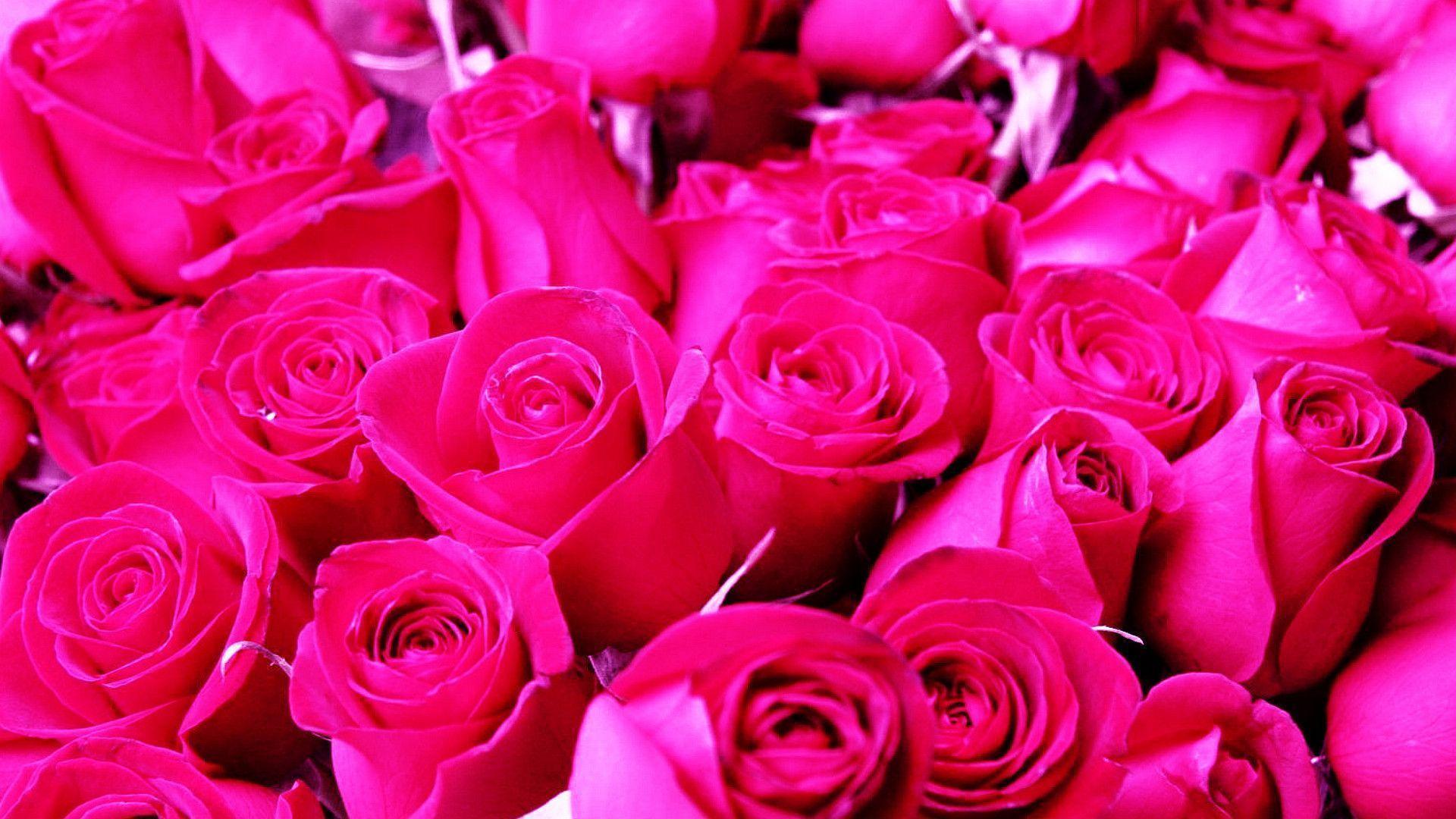Pink Roses Backgrounds