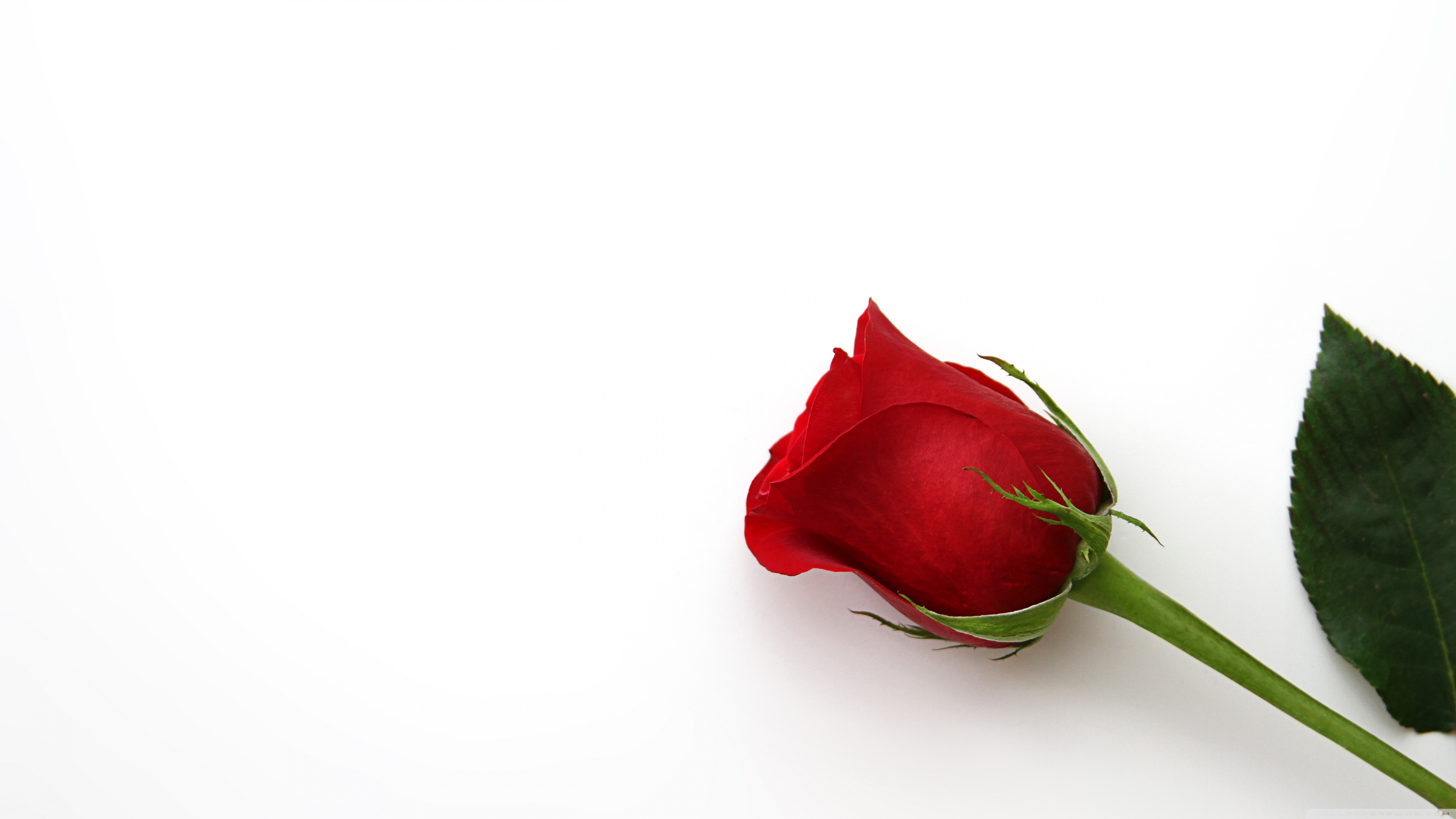 Beautiful Red Rose Flower 4k HD Desktop Wallpaper For Ultra