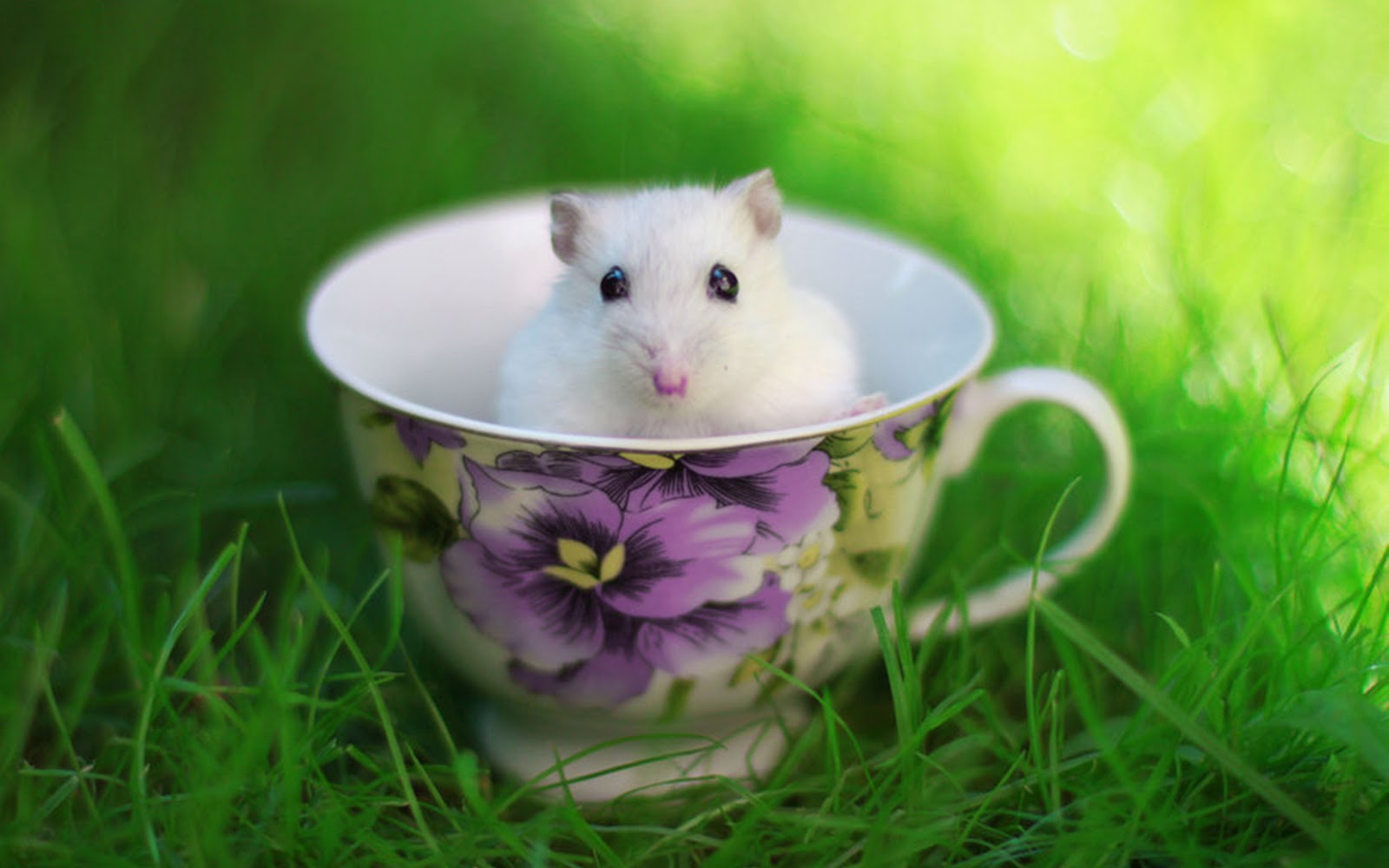 Cute Hamster in the Cup Wallpaper Wallpaper ME 1600x1000