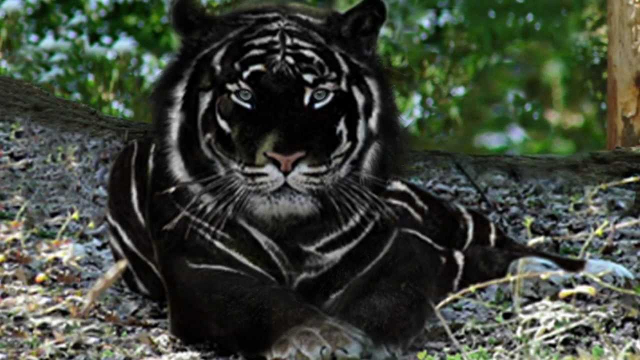 Tigre Noir